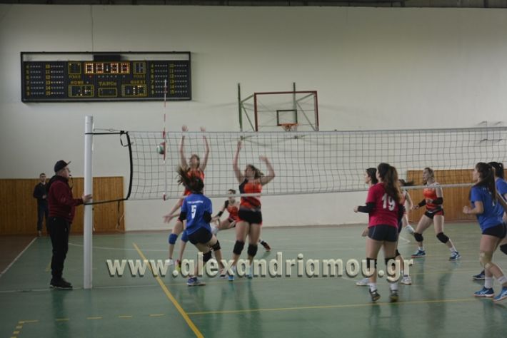 volley _1ogel-kassandra050